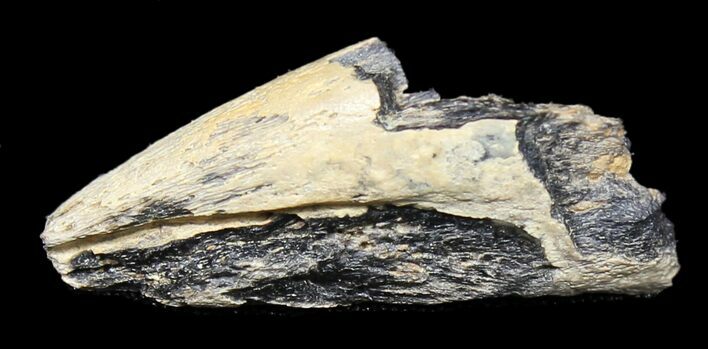 Leptorhynchos (Raptor) Claw - Aguja Formation, Texas #31529